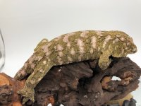 IMG_1158.jpg