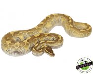 butter-enchi-ball-python-for-sale_74c33a30-4890-49c3-a891-f5923ccb2752 (1).jpg