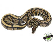 cypress-ball-python-for-sale (1).jpg