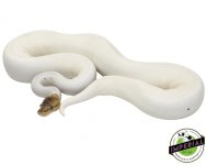 spied-ball-python-for-sale (1).jpg