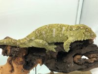 IMG_0554.jpg