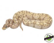 coral-glow-ball-pythons-for-sale.jpg