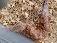 IMG_2741(1).jpeg
