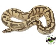 superfly-enchi-ball-python-for-sale (1).jpg