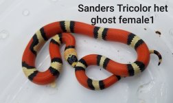 Sandersfemale1.jpg