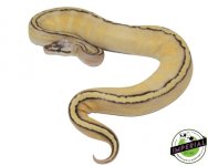 super-pastel-stripe-ball-pythons-for-sale (1).jpg