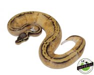 pastel-yellowbelly-pied-ball-python-for-sale (1).jpg