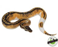 yellowbelly-pied-ball-python-for-sale (1).jpg