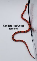 SandersFemale4.jpg