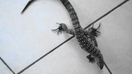 hw bw male gtr Ac.jpg
