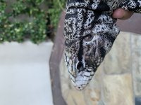 IMG_2253.jpg