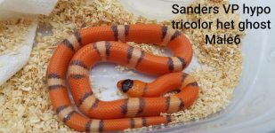 SandersVPhypotricolorM.jpg