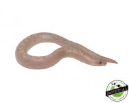 striped-snow-kenyan-sand-boa-for-sale.jpg