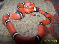9-25-21 Male #4.jpg