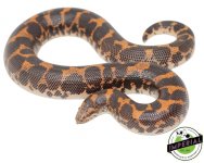 adult-kenyan-sand-boas-for-sale.jpg