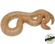 adult-albino-kenyan-sand-boa-for-sale.jpg