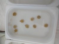 IMG_20210707_183814222.jpg