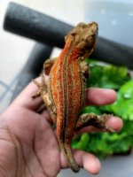 gargoyle male 1-1.jpg
