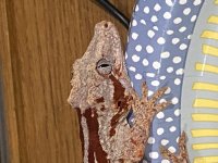 IMG_3708[1].jpg