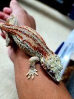Gargoyle Female 2.jpg