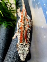 Gargoyle Female 1.jpg