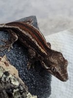 gargoyle Baby 3.jpg
