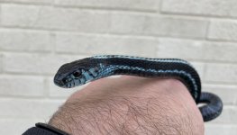 IMG_4934.jpg