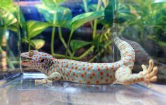 tokayFAUNA#3a (1).jpg tokayFAUNA#3a (1).jpg