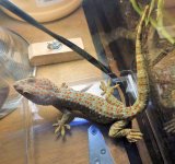 tokayFAUNA#3b (1).jpg tokayFAUNA#3b (1).jpg