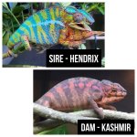 Hendrix x Kaashmir.jpg
