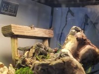 babylizards.jpg
