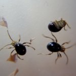 SpiderBeetles.jpg