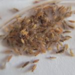 Blue springtails 1.jpg