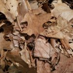 Leaves.jpg