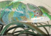 Brandon-chameleon panther ambilobe.JPG