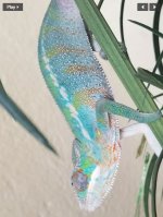 Brandon-chameleon panther ambilobe 2.JPG
