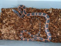 female scaleless TX rat 1.jpg