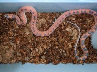 female scaleless TX rat 3.jpg
