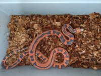 female scaleless TX rat 2.jpg