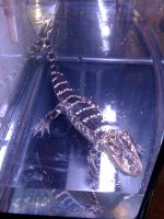 american aligator.jpg