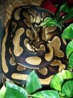 snakes1-4 0Lemanja.jpg