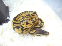 PICT4606.JPG