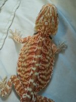 red orange leather baby 2x het hypo and trans 400.jpg