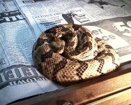 canebrake.jpg