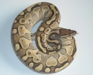 female-lesser.JPG