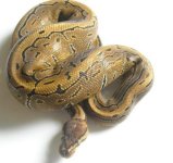 male-pin.JPG