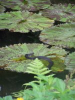 mannatee springs and botanical gardens 002.jpg