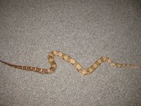 snakes 009.jpg