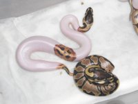 Spider het Pied x Pied clutch 002.jpg