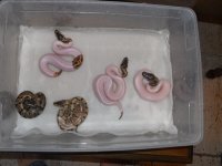 Spider het Pied x Pied clutch 004.jpg